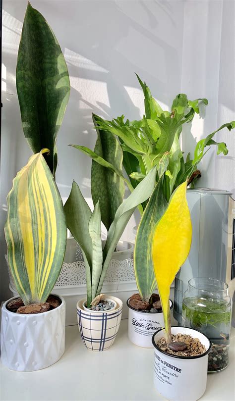 whale fin snake plant care